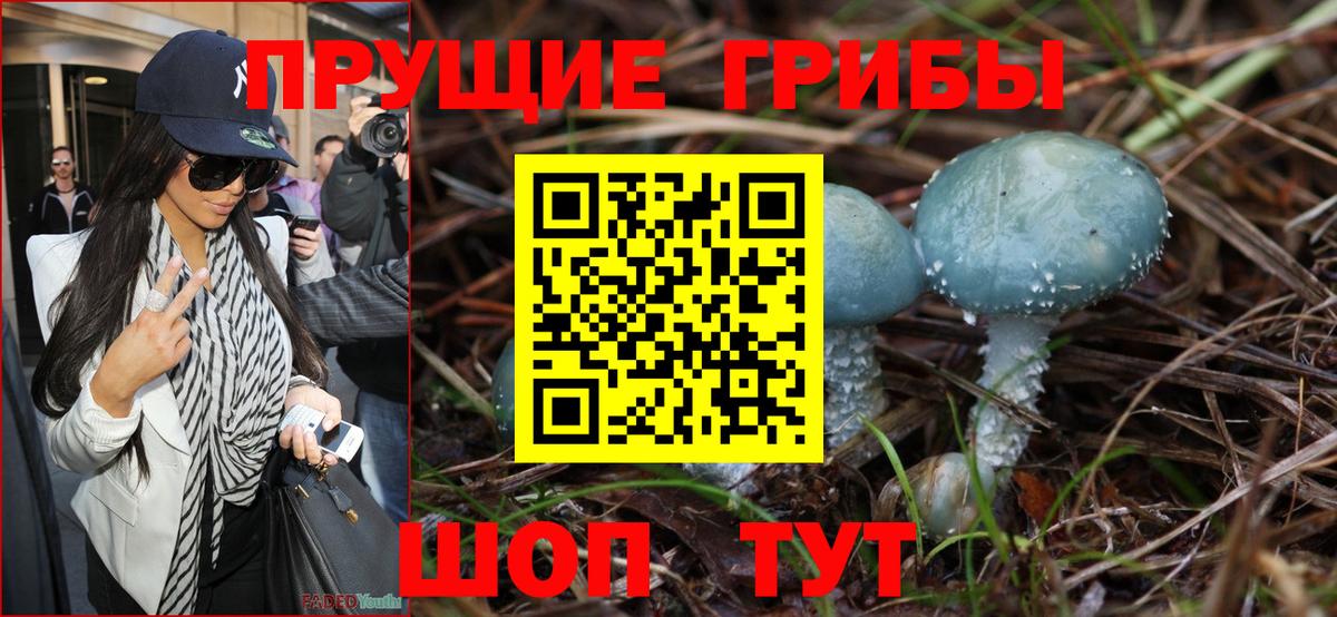 Псилоцибиновые грибы Psilocybe Камышин